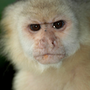 simplisticevil9 avatar