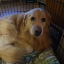 simplybecauseofreasons avatar