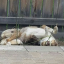 simplybootiful avatar