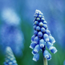 simplycutebecka avatar