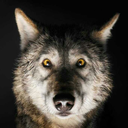 simplywolves avatar