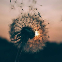 sincityangelxoxo avatar