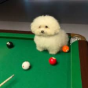 singing-couch avatar