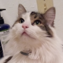 sinistralidocious avatar