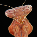 sinobug avatar