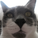 sinoquema-noesarte avatar