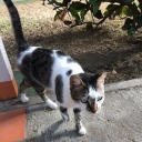 sinosinopteryx avatar