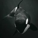 sir-orca avatar