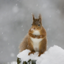 sirius---dodger avatar