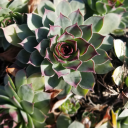 sisimidnight23 avatar