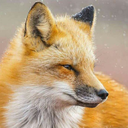 sixcoloredfox avatar