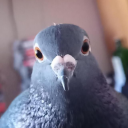 sixpigeonz avatar