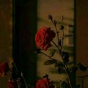 siyahgullerakguller avatar