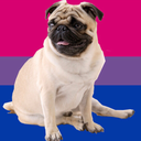 sjwpug avatar