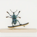 skateboarding-bug avatar