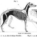 skeleton-wizard-greyhound avatar