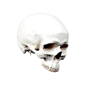 skeletonfumes avatar