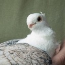 skepticalpigeon avatar