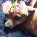 sketchinessensues avatar