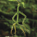 skidaddleskidoodledangernoodle avatar