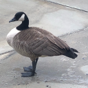 skirtsarenice avatar