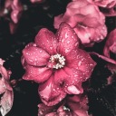 skylarksfolly avatar