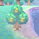 sleeping-blossom-blog avatar