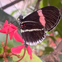 sleeping-reverie avatar