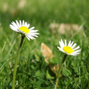 sleepingbeaut avatar