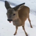 sleepingbeauty555 avatar