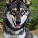 sleepingcanidae avatar