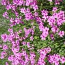 sleepingdoodles avatar