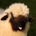 sleepinginatreehollow avatar