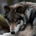 sleepingtimber avatar