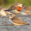 sleepy-bird-sleep avatar