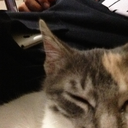 sleepy-cat-translations avatar