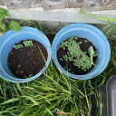 sleepy-orange-cats avatar