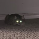 sleepy-sleepies avatar