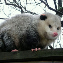 sleepy-specter avatar