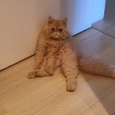 sleepyfannacchi avatar