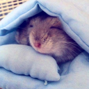 sleepyhamsterart avatar