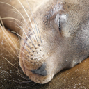 sleepysealtime avatar