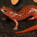 slightlydampsalamander avatar