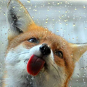 slobberfox avatar