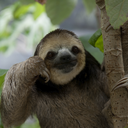 slothmores5ever-blog avatar