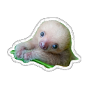 slothssong avatar