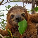 slowsloth avatar