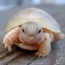 small-angry-turtle avatar