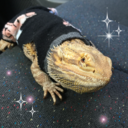 smallreptile avatar