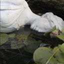 smart-girl-diana avatar